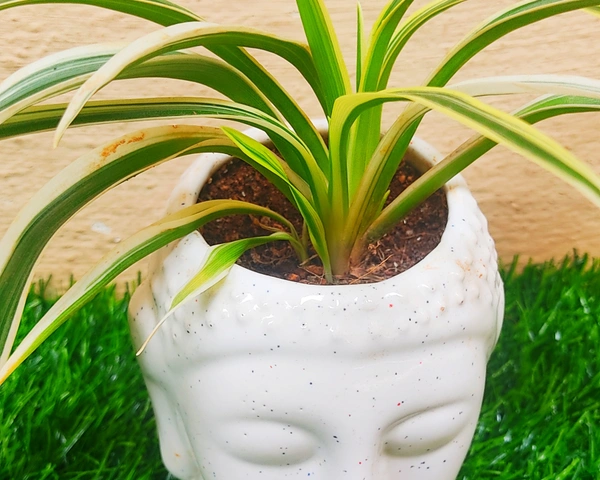 Spider Plant In Budda Planter