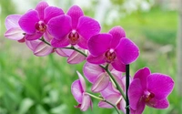 Phalaenopsis Orchid Pink - with coal basket , 0.5 - 1 feet