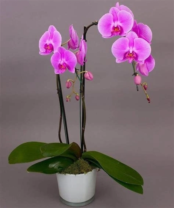 Phalaenopsis Orchid Pink - with coal basket , 0.5 - 1 feet