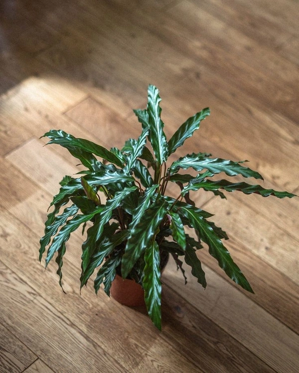 Calathea Rufibarba ( Medium ) - white standard pot 