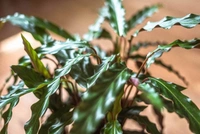 Calathea Rufibarba ( Medium ) - white standard pot 