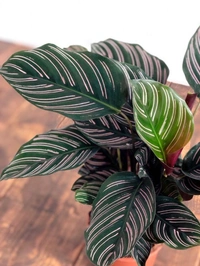 Calathea Ornata - brown standard pot , 12 - 15 inch 