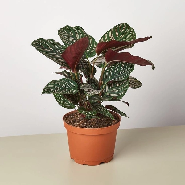 Calathea Ornata - white standard pod 