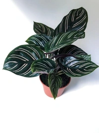 Calathea Ornata - white standard pod 