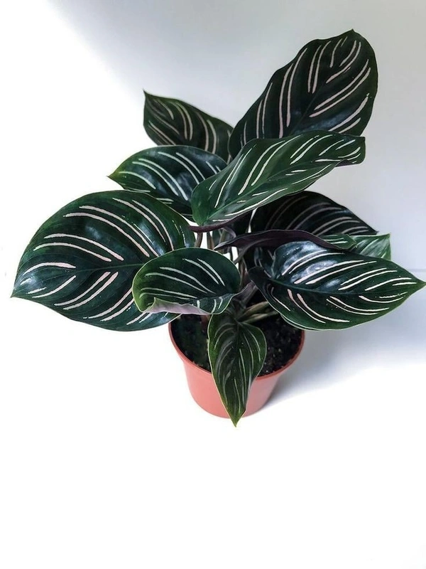 Calathea Ornata - white standard pod 