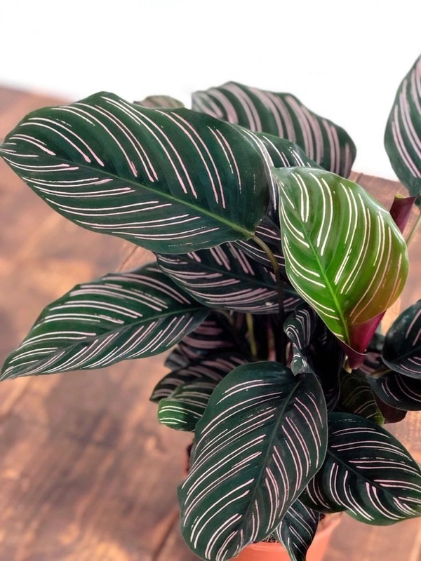 Calathea Ornata - white standard pod 