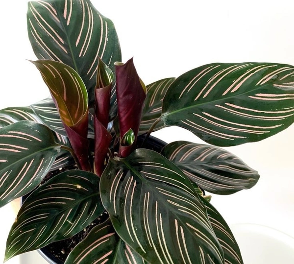 Calathea Ornata - white standard pod 