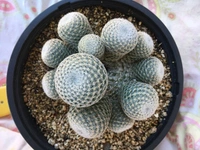 Rebutia Heliosa - brown standard pot , 10 - 12 cm 