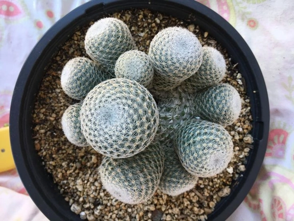 Rebutia Heliosa - brown standard pot , 10 - 12 cm 