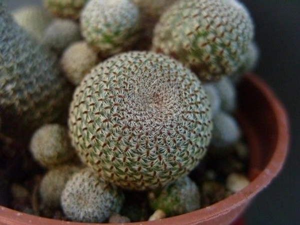 Rebutia Heliosa - brown standard pot , 10 - 12 cm 