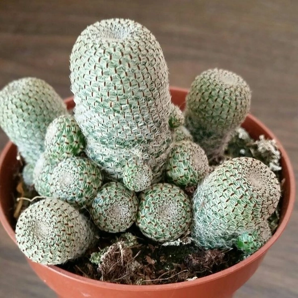 Rebutia Heliosa - brown standard pot , 10 - 12 cm 