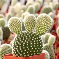 Bunny Ear Cactus  - brown standard pot ,  8 - 10 cm