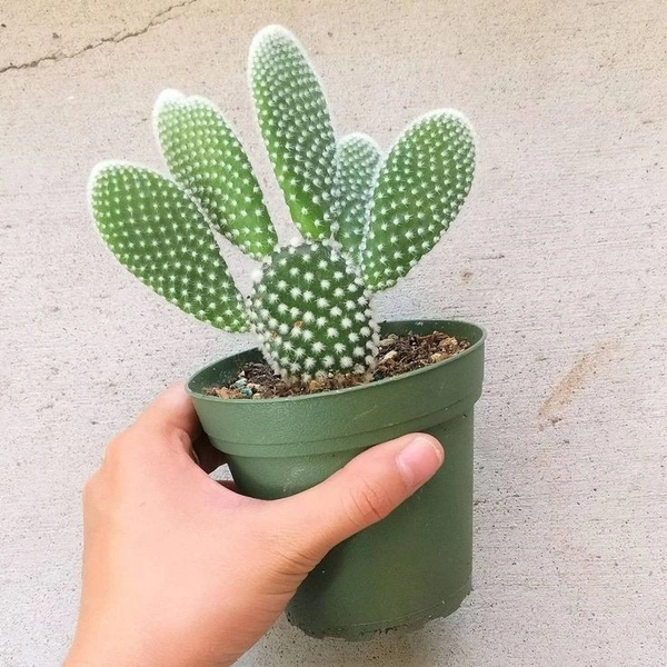 Bunny Ear Cactus  - brown standard pot ,  8 - 10 cm