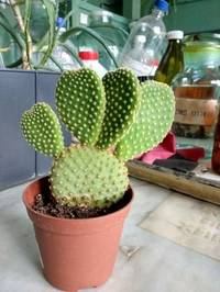 Bunny Ear Cactus  - brown standard pot ,  8 - 10 cm