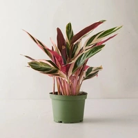 Stromanthe Triostar  - self watering pot 