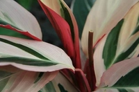 Stromanthe Triostar  - self watering pot 