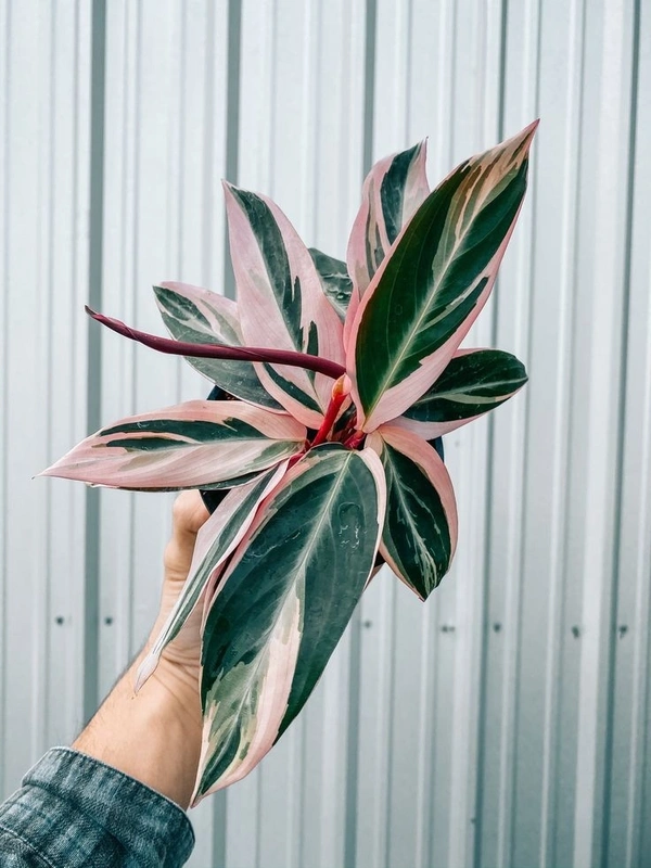 Stromanthe Triostar  - self watering pot 