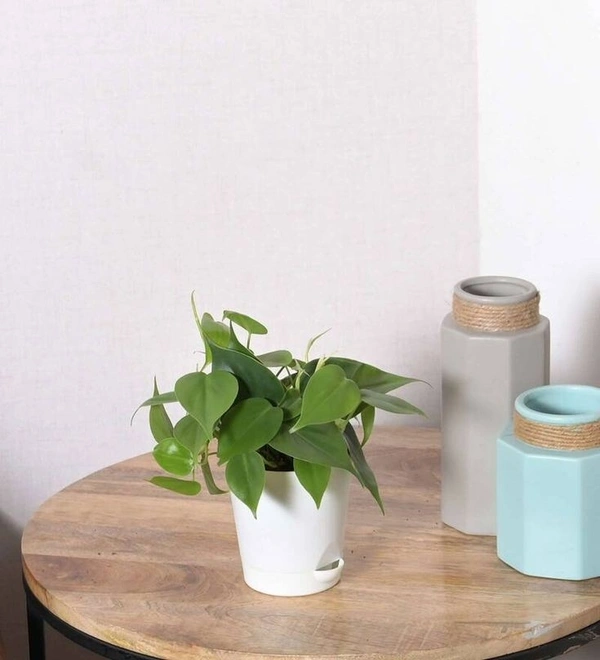 Philodendron Oxycardium - white standard pot 