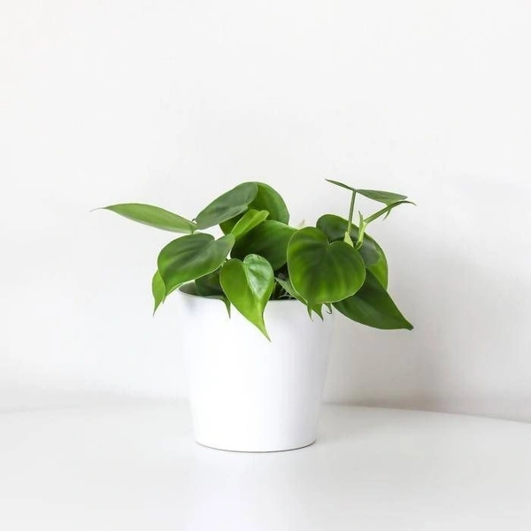 Philodendron Oxycardium - self watering pot 