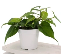 Philodendron Oxycardium - self watering pot 