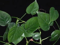 Philodendron Oxycardium - hanging pot 