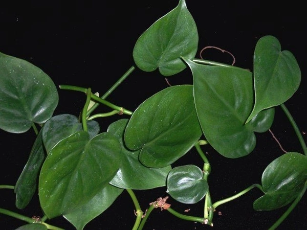 Philodendron Oxycardium - hanging pot 