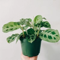 Maranta Leuconeura  - brown standard pot 