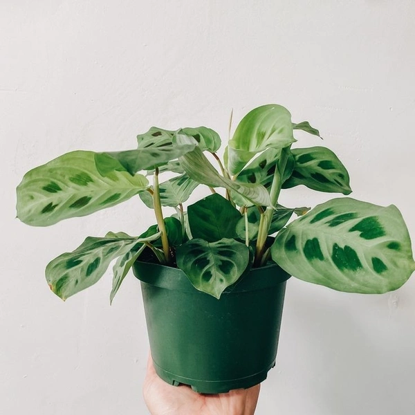 Maranta Leuconeura  - brown standard pot 
