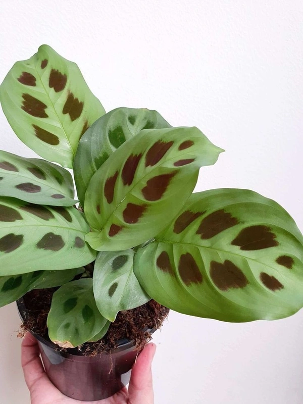 Maranta Leuconeura  - brown standard pot 