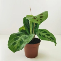 Maranta Leuconeura  - self watering pot , 15 - 18 inch