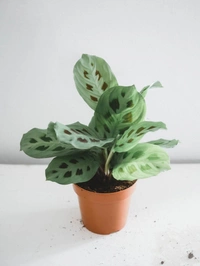 Maranta Leuconeura  - self watering pot , 15 - 18 inch