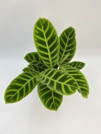 Calathea Zebrina  - white standard pot 