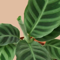 Calathea Zebrina  - white standard pot 