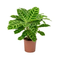 Calathea Zebrina  - self watering pot 