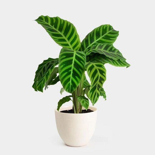 Calathea Zebrina  - self watering pot 