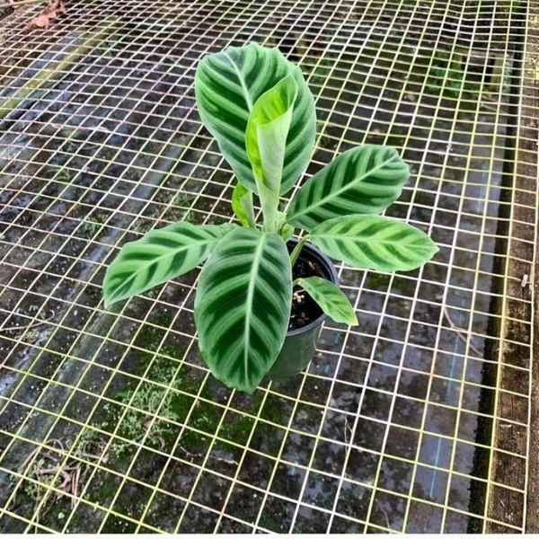 Calathea Zebrina  - self watering pot 