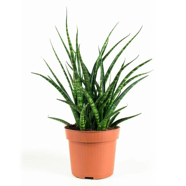 Sansevieria Fernwood - brown standard pot , 0.5 - 1 feet