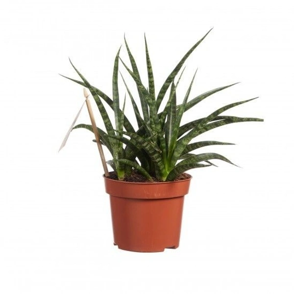 Sansevieria Fernwood - brown standard pot , 0.5 - 1 feet