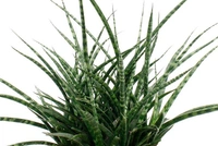 Sansevieria Fernwood - brown standard pot , 0.5 - 1 feet