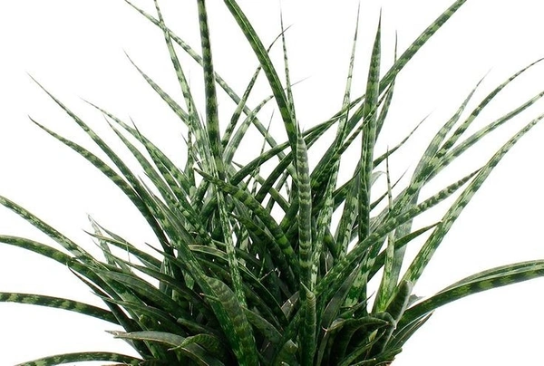 Sansevieria Fernwood - brown standard pot , 0.5 - 1 feet
