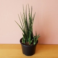 Sansevieria Fernwood - brown standard pot , 0.5 - 1 feet