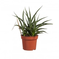 Sansevieria Fernwood - white standard pot 