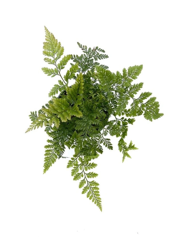 Rabbit Foot Fern  - standard hanging pot 