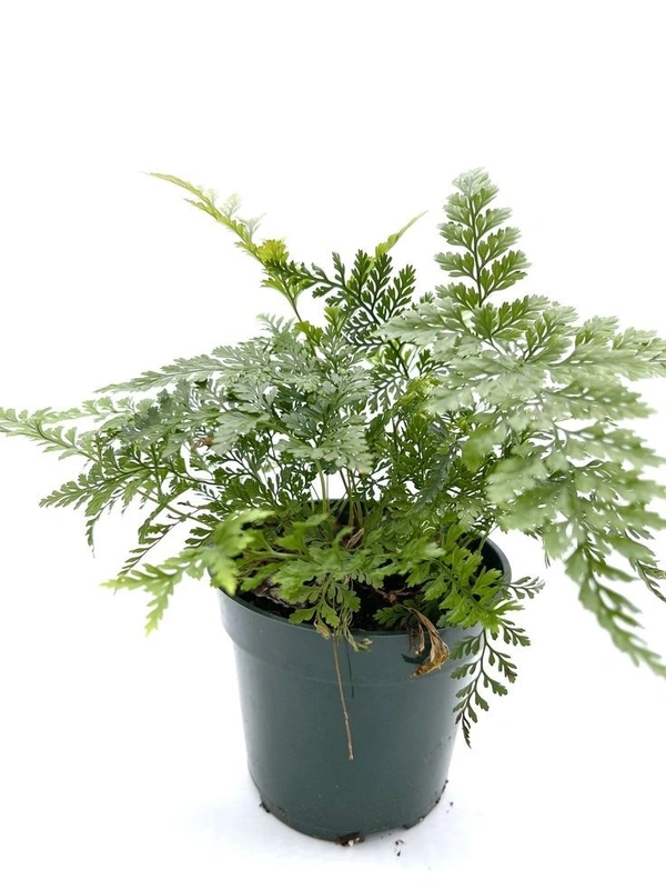 Rabbit Foot Fern  - standard hanging pot 