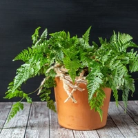 Rabbit Foot Fern  - standard hanging pot 