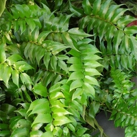 Japanese Holly Fern  - standard hanging pot 