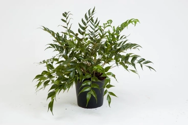 Japanese Holly Fern  - standard hanging pot 