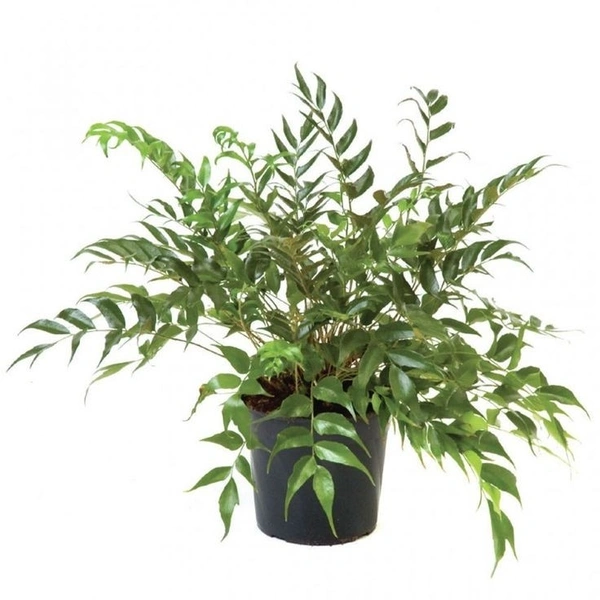 Japanese Holly Fern  - standard hanging pot 