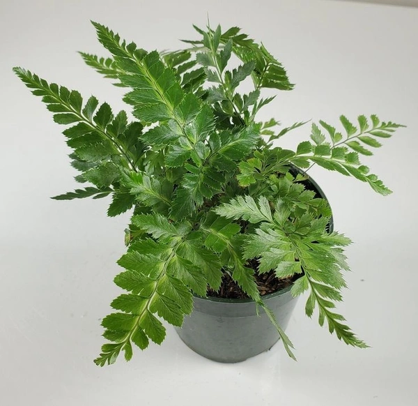 East Indian Holly Fern  - brown / green standard pot , 12 - 14 inch