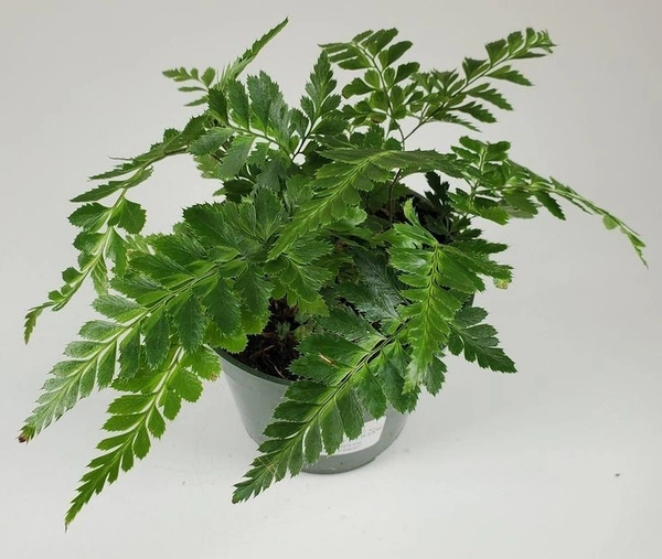 East Indian Holly Fern  - white standard pot 